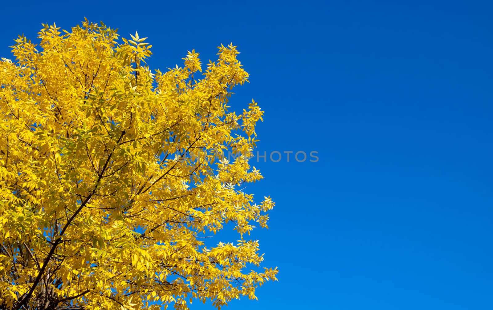 Bright autumn background of nature. Yellow autumn ash leaves against a blue sky.