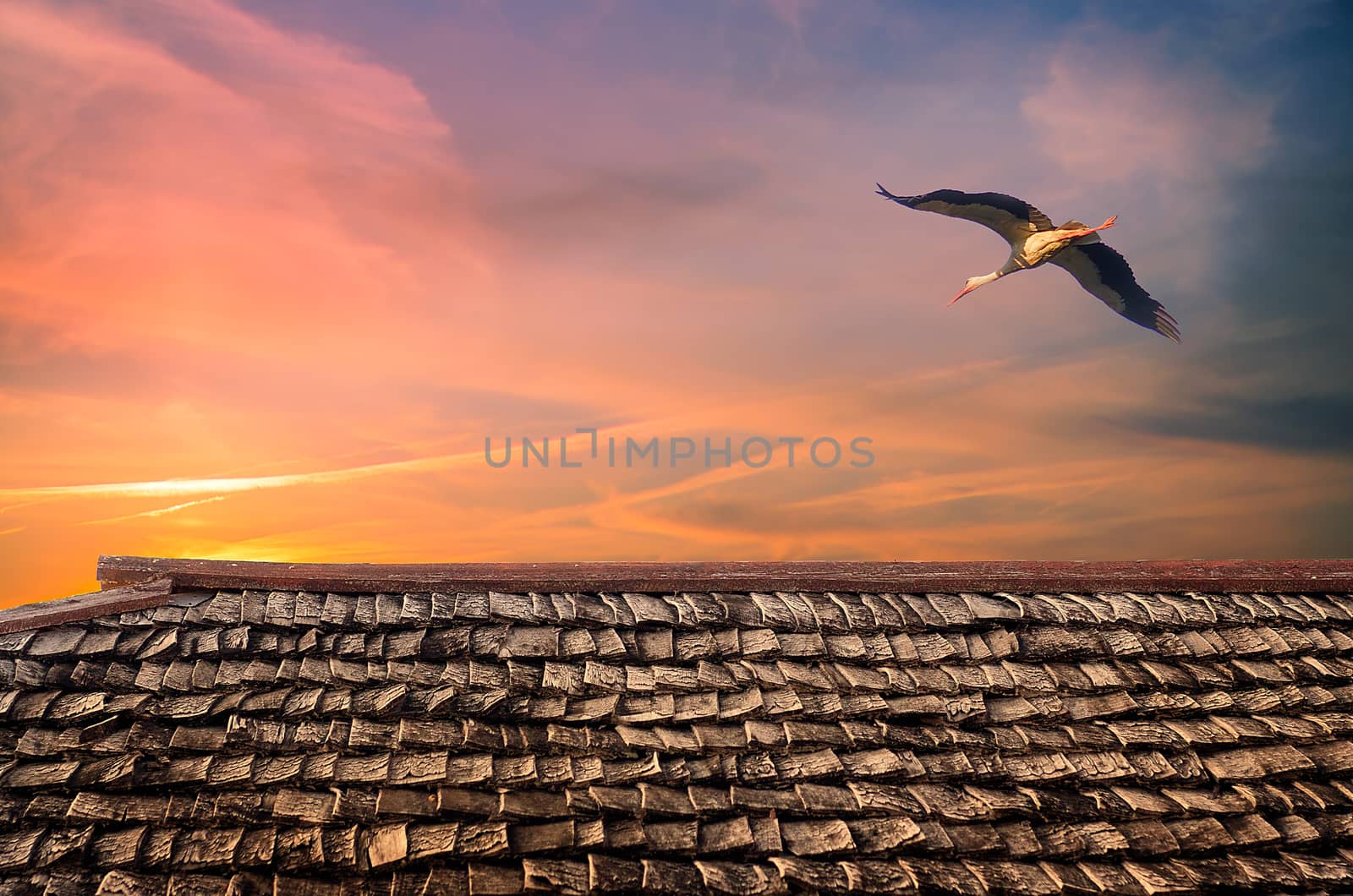 White stork with wings raised fly over a roof. Sunset scene with lonely egret bird with copy space