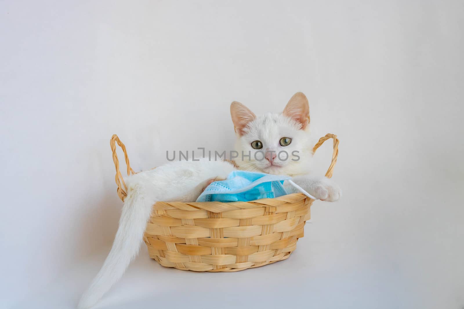 A white cat lies in a basket playing with a medical mask on a white background,looking at the camera.