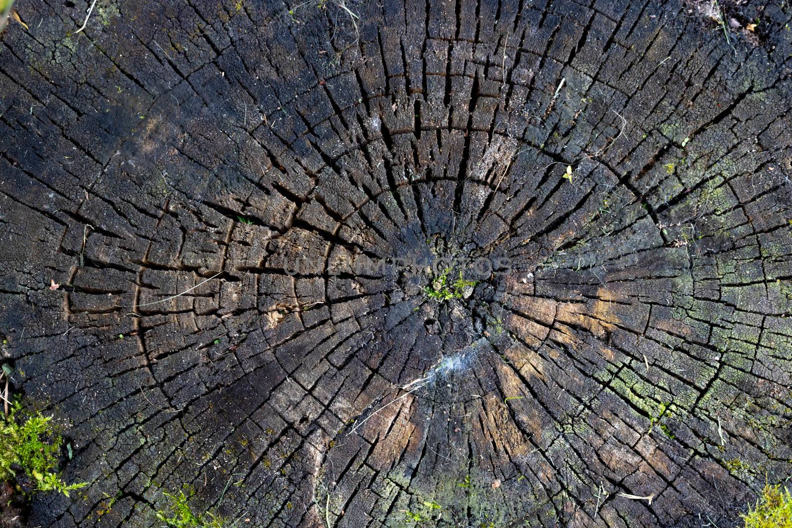 Ideal round cut down tree with annual rings and cracks. Wooden texture.