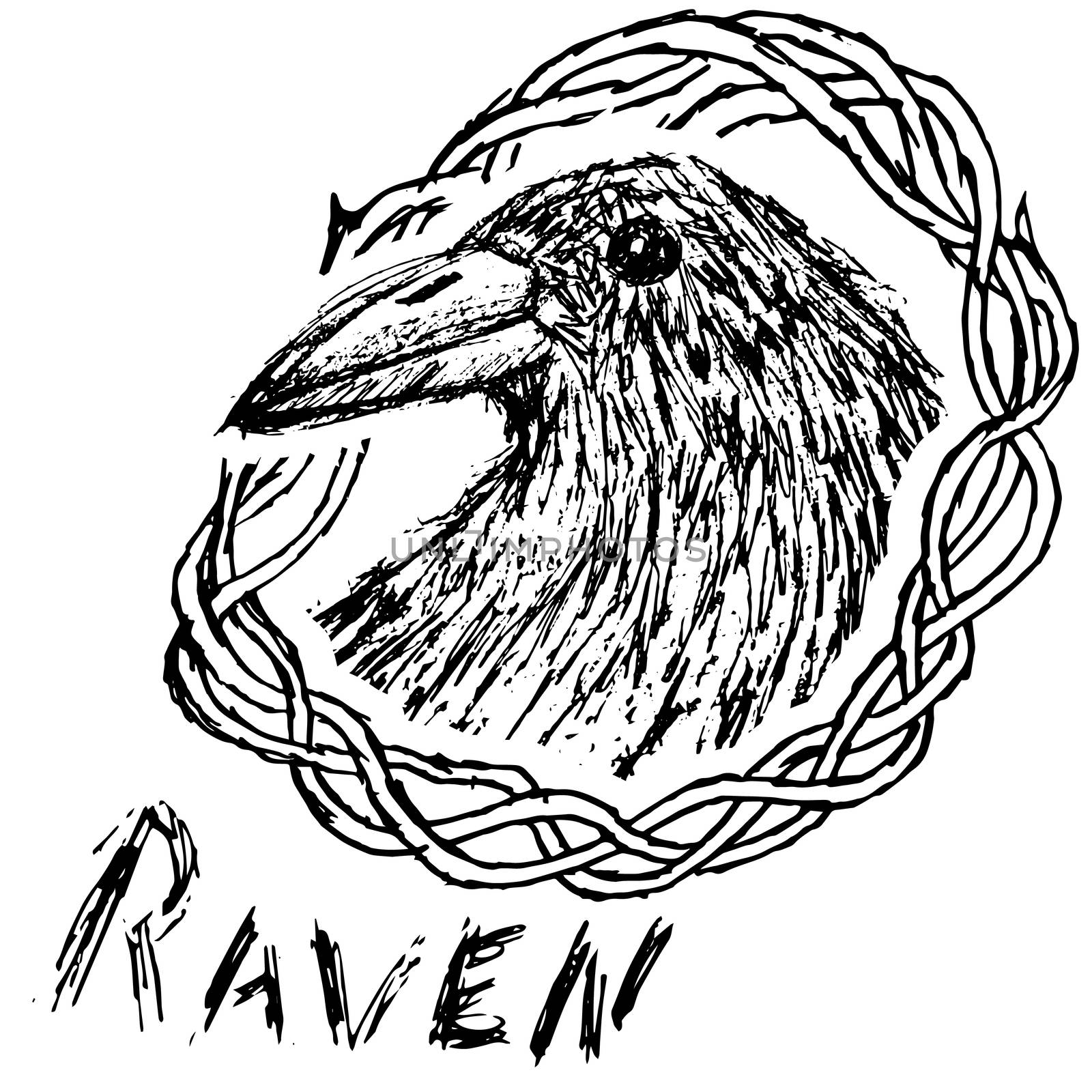 Crow raven handdrawn sketch in blackthorn  isolated on white.