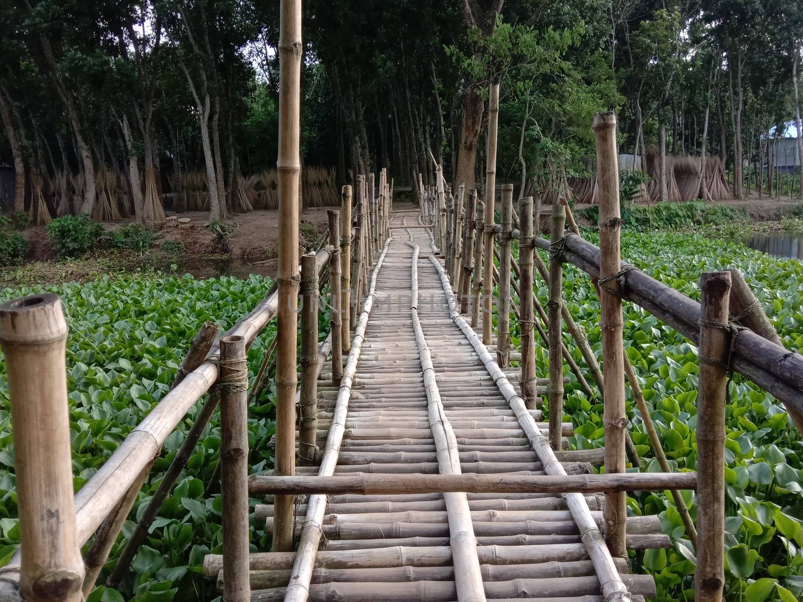 bamboo bridge on river with green view