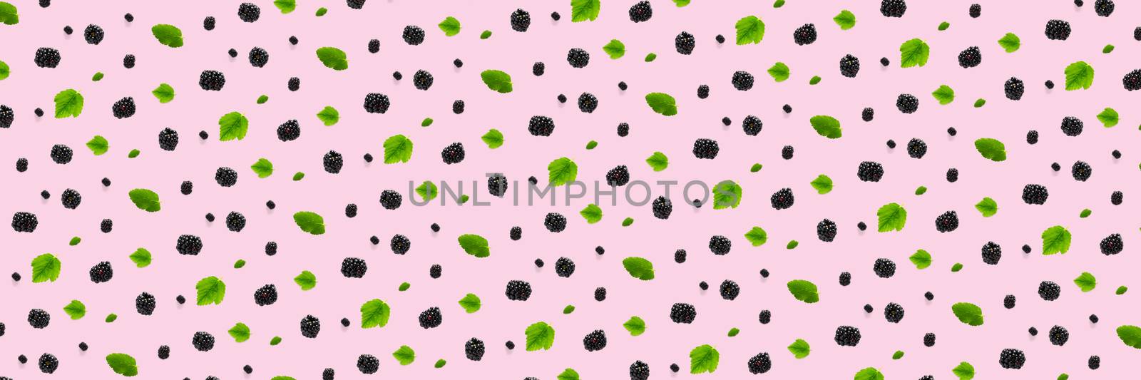 Background from isolated brambles. Group of tasty ripe blackberry isolated on pink background. modern backround of falling blackberry or bramble. by PhotoTime