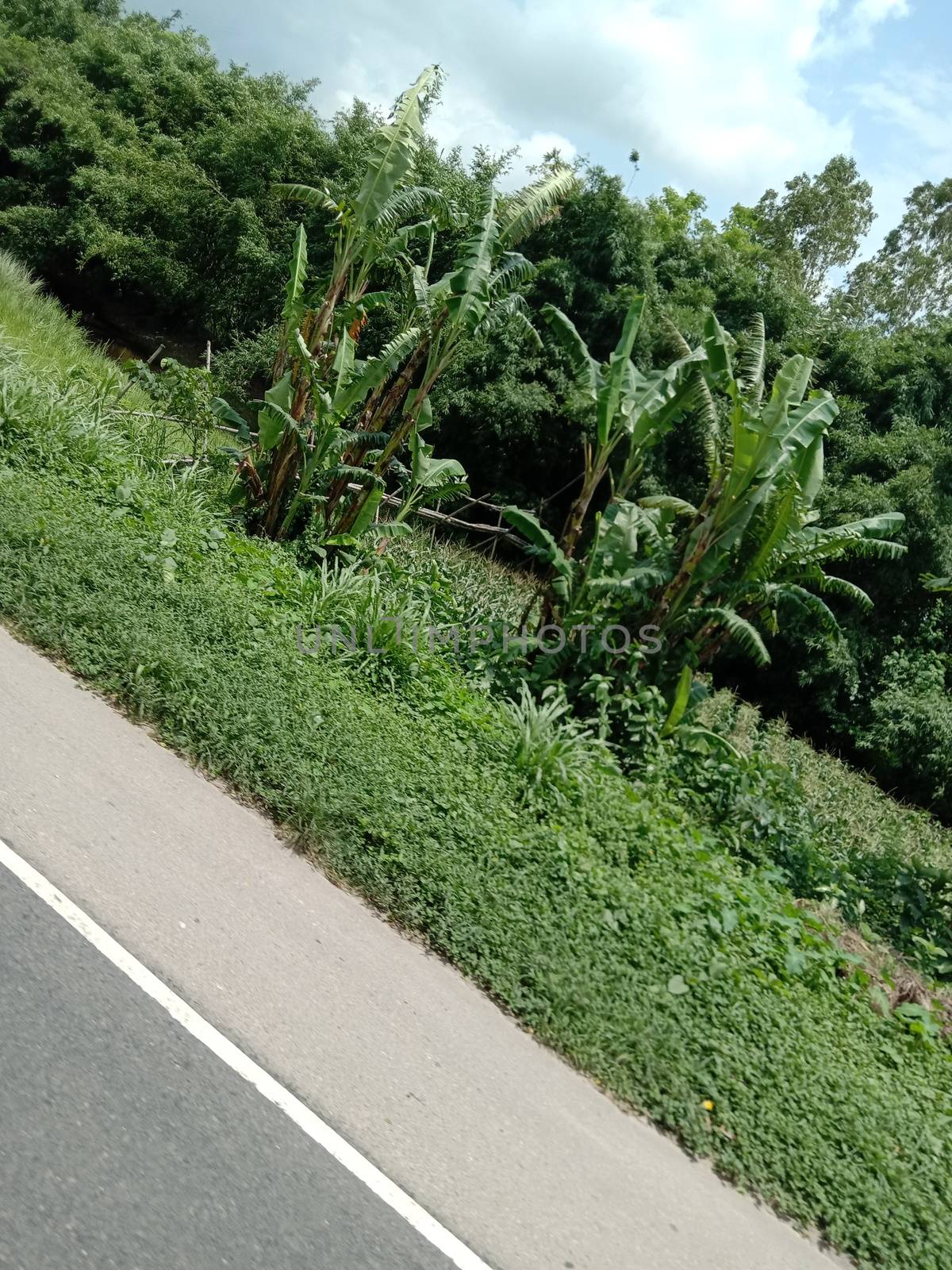 Highway closeup with nature and green