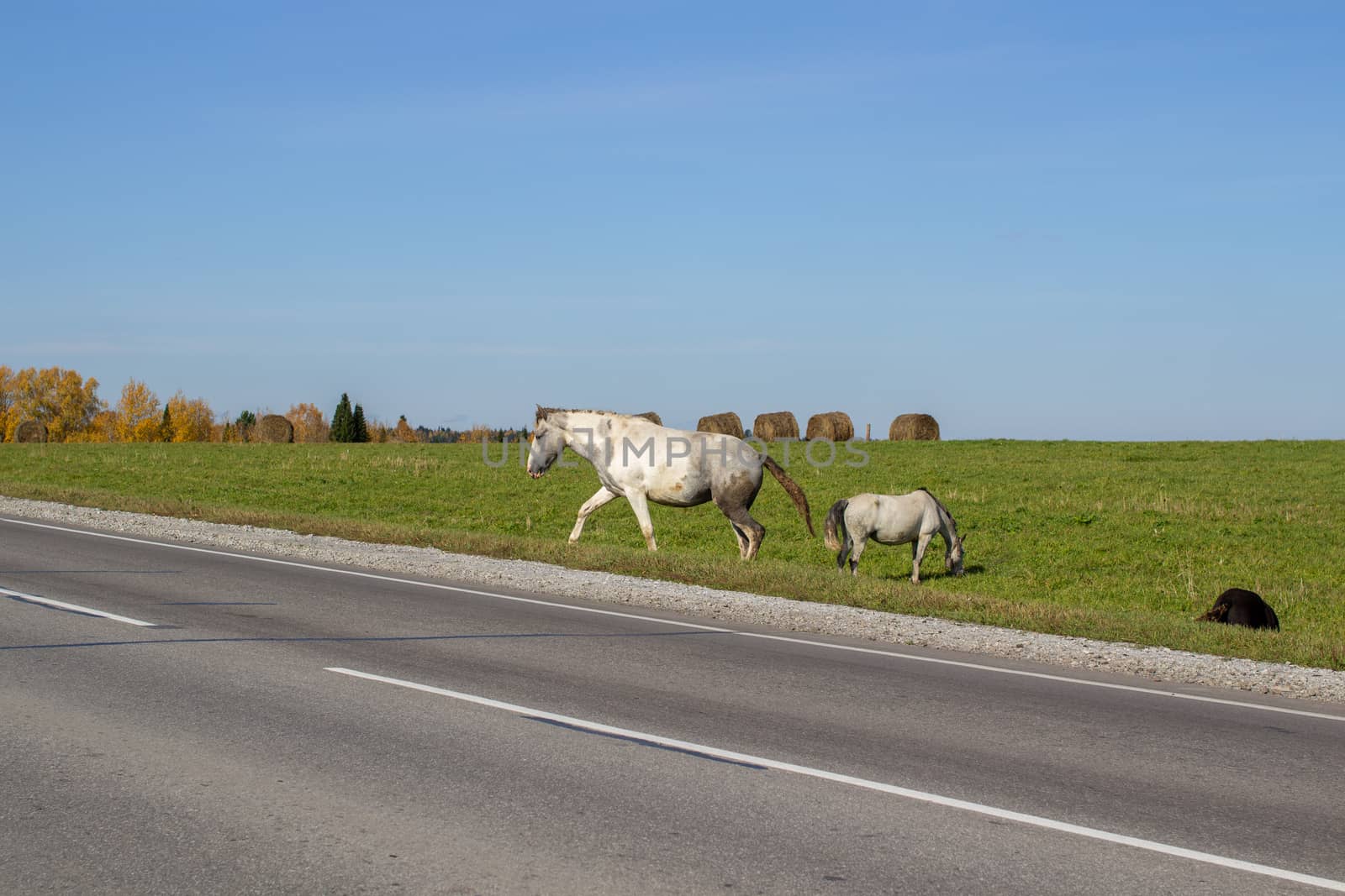 Horses and mares graze along a busy road. On the background of a beautiful field and hay bales for animals.Horses of different colors, black and white