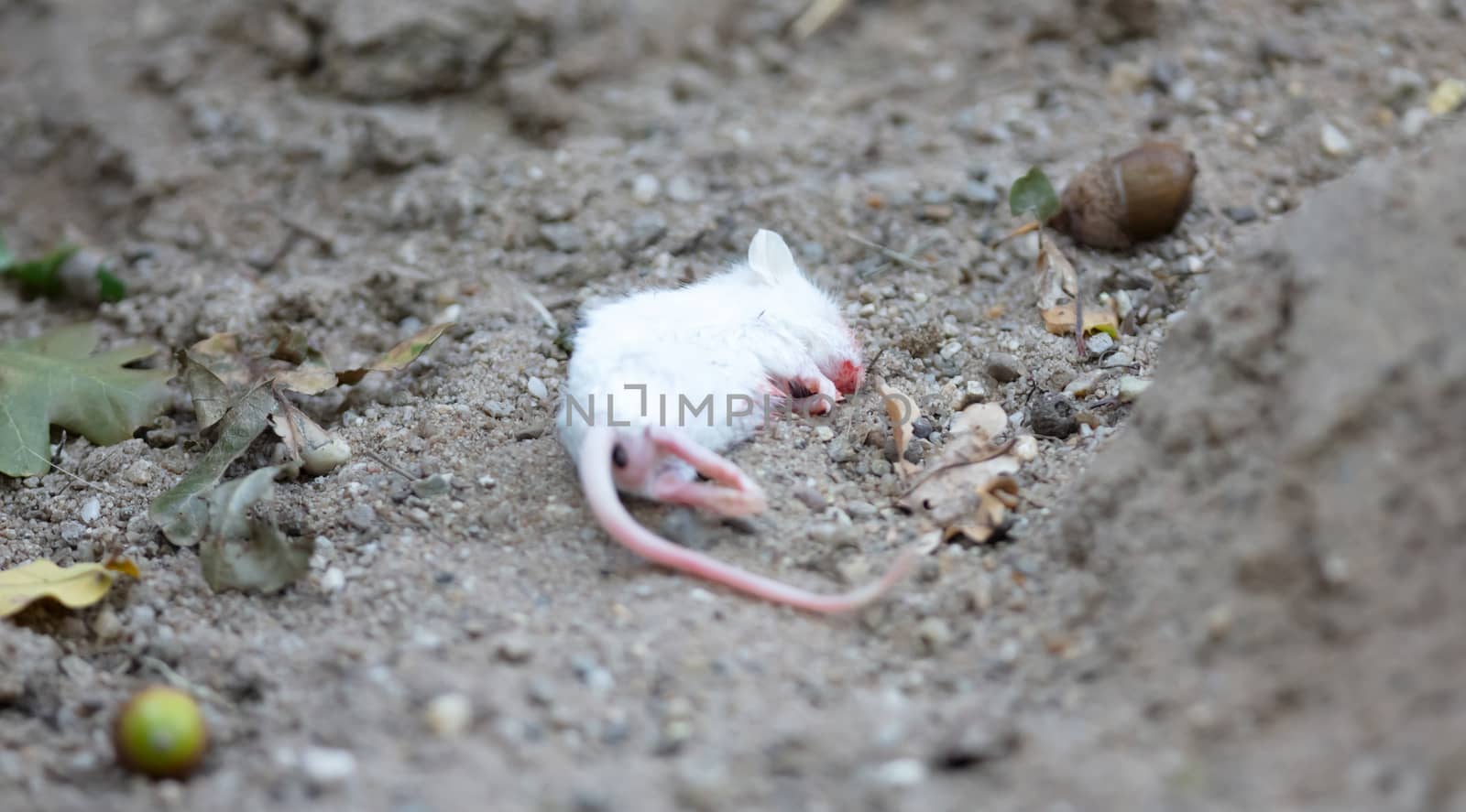 Single white dead mouse, selective focus on eye