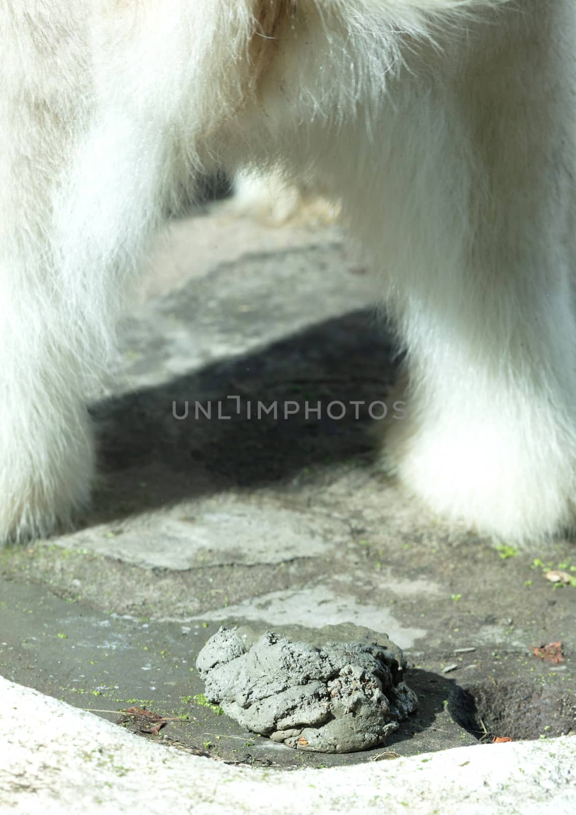Polarbear pooing, selective focus on the poo
