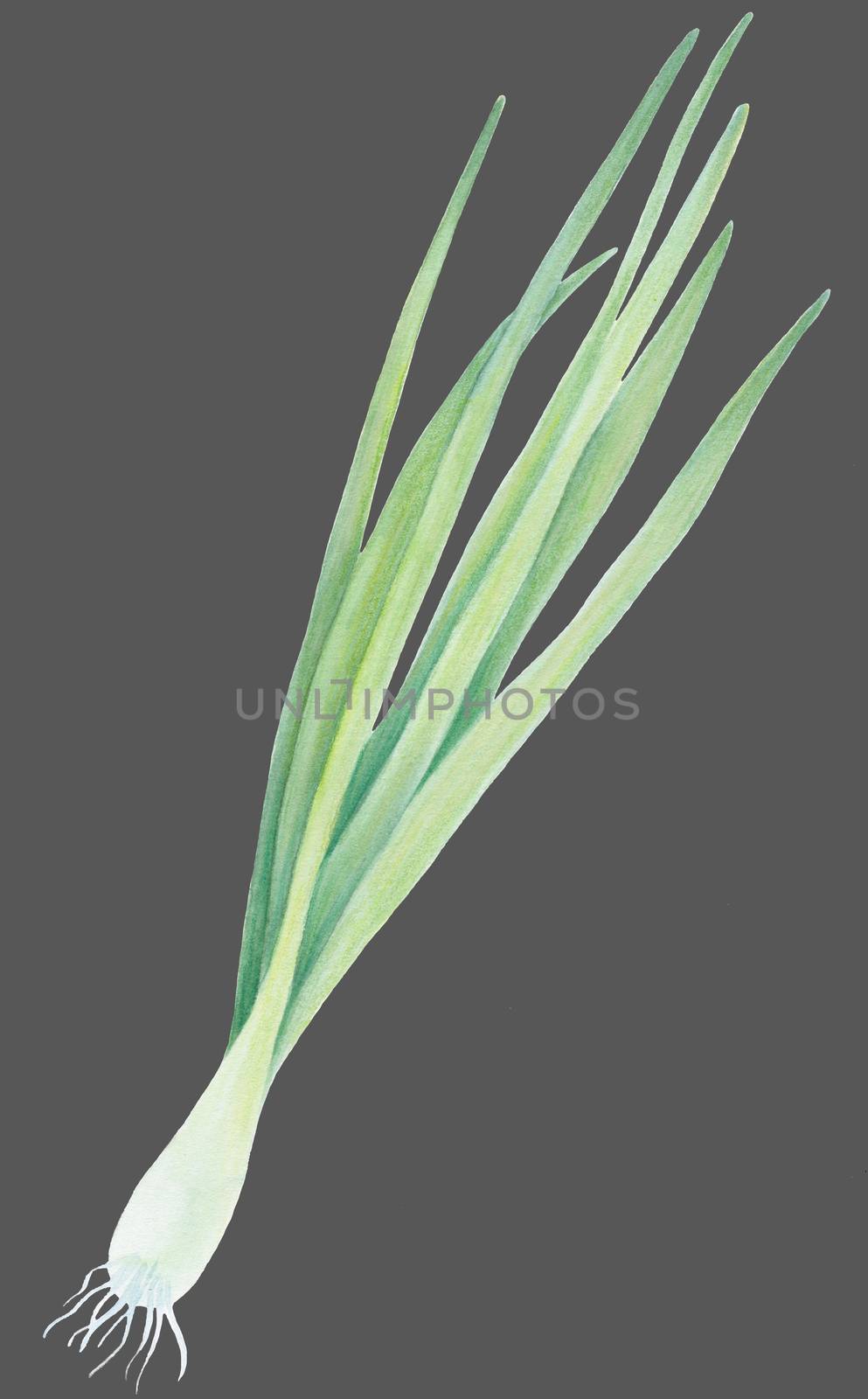Fresh Spring Green onion isolated on grey background. Watercolour realistic botanical art. Hand drawn illustration. For logo, packaging, print, organic food, market store market, diet menu.
