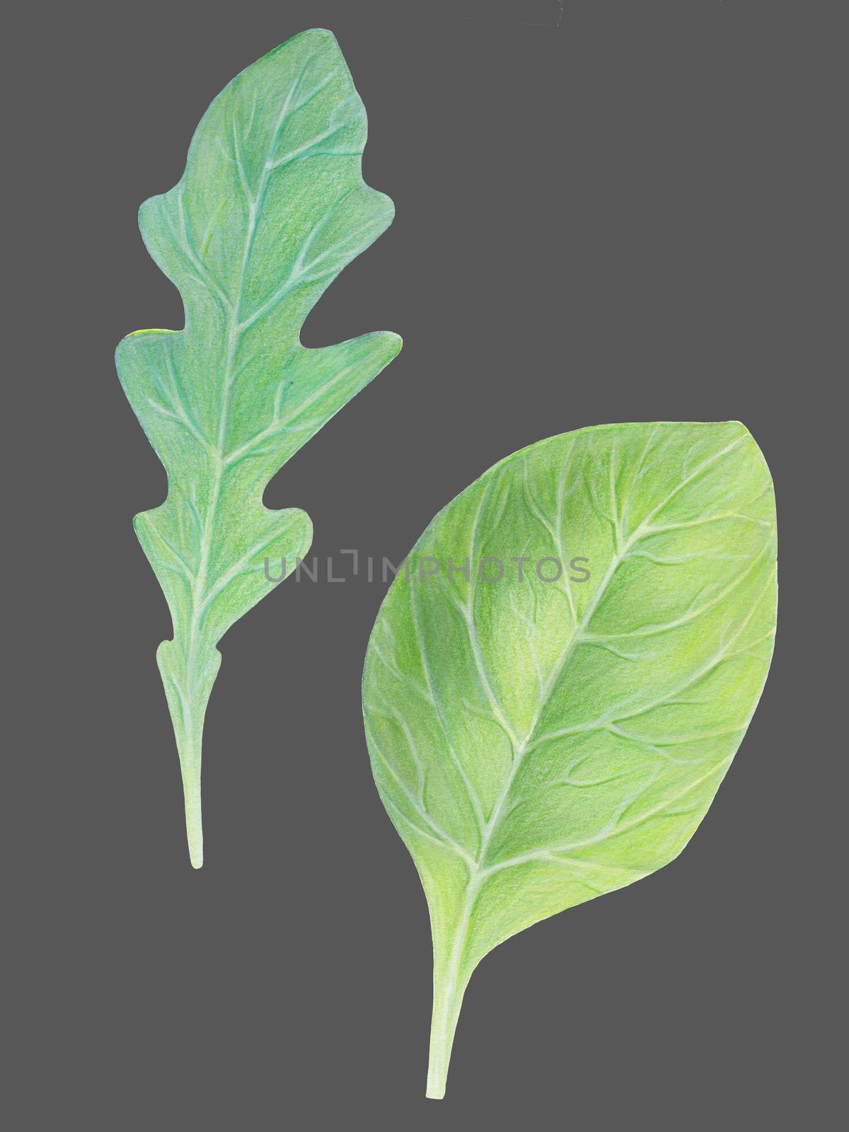 Arugula rucola (rocket salad) and spinach. Fresh green leaves isolated on dark background. Watercolour hand drawn illustration. Fresh herbs. Realistic botanical art. Vegetarian Ingredient. Organic food