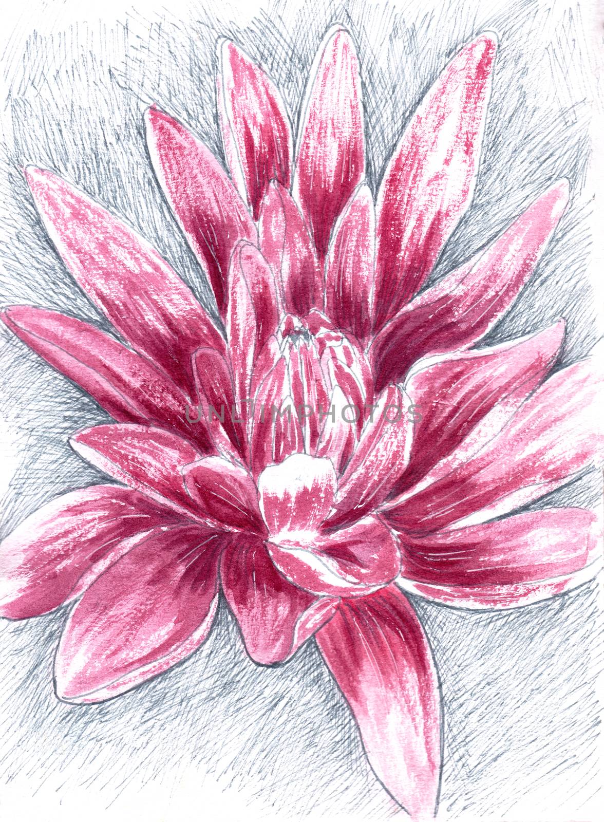 Pink lily flower drawing. Hand-drawn illustration of lotus.  by sshisshka
