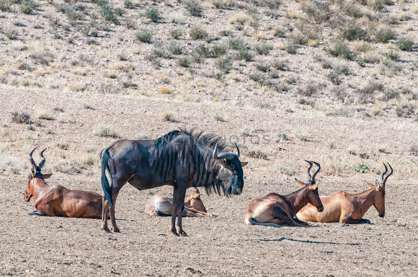 A blue wildebeest and red hartebeest in the Kgalagadi
