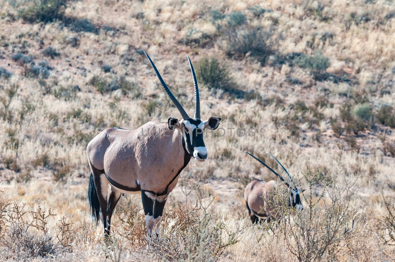 Two oryx, Oryx gazella, in the arid Kgalagadi