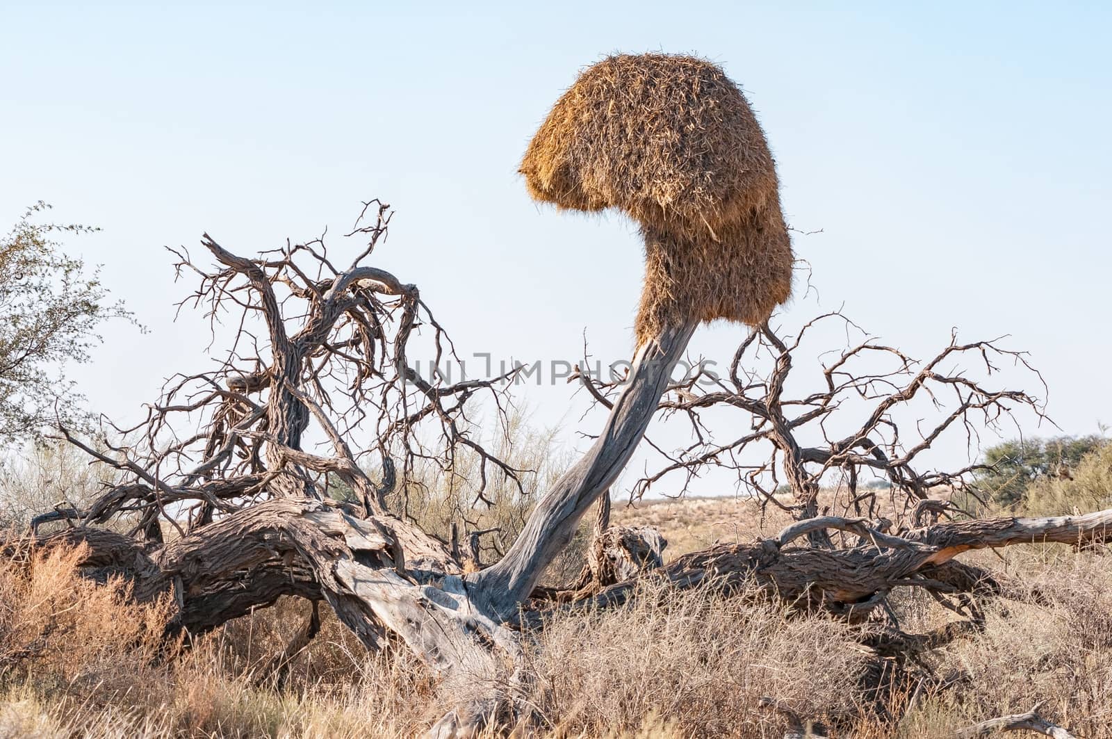 A communal bird nest on a dead tree in the arid Kgalagadi