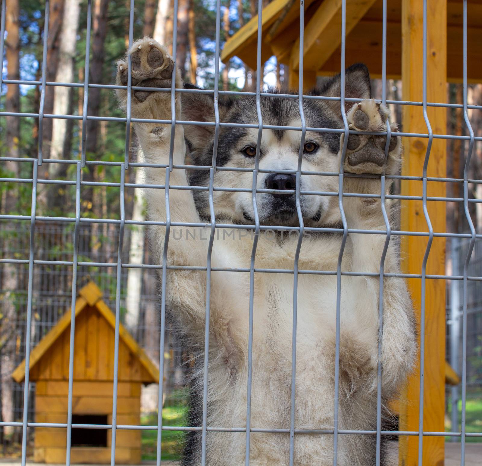 Beautiful and kind shepherd Alaskan Malamute stood on its hind legs in the enclosure and looks smart eyes. An indoor aviary.