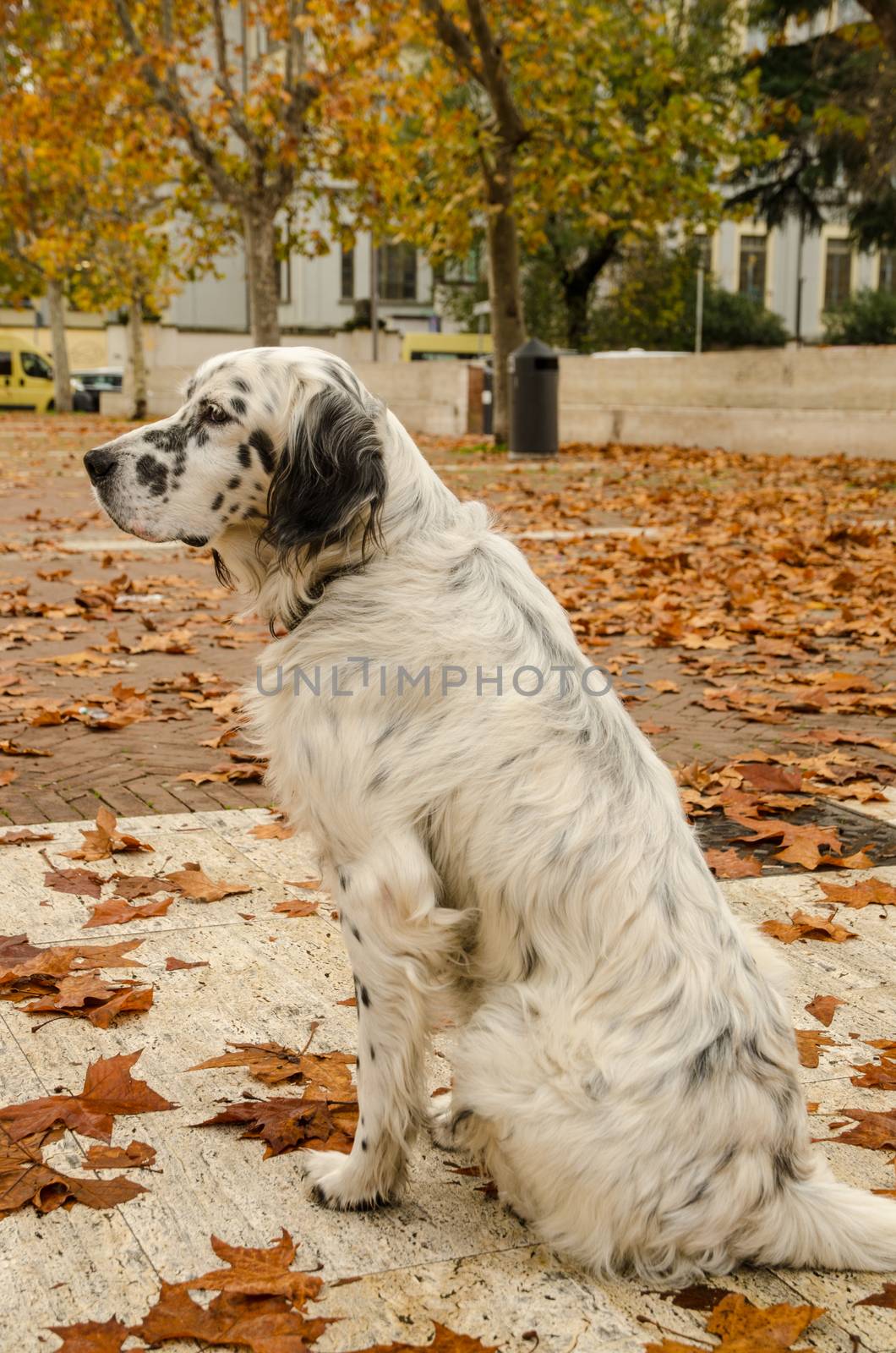 Dog in autumn.  English setter among the autumn leaves by cromam70