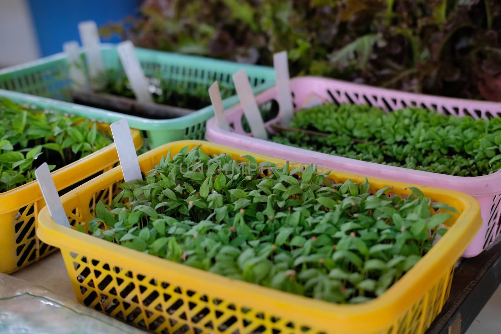 vegetable sprout seedling plant growing in nursery greenhouse in farm