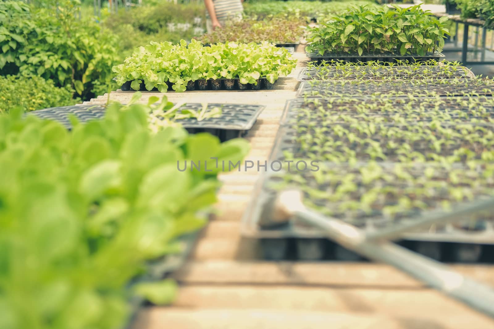 vegetable sprout seedling plant growing in nursery greenhouse in farm