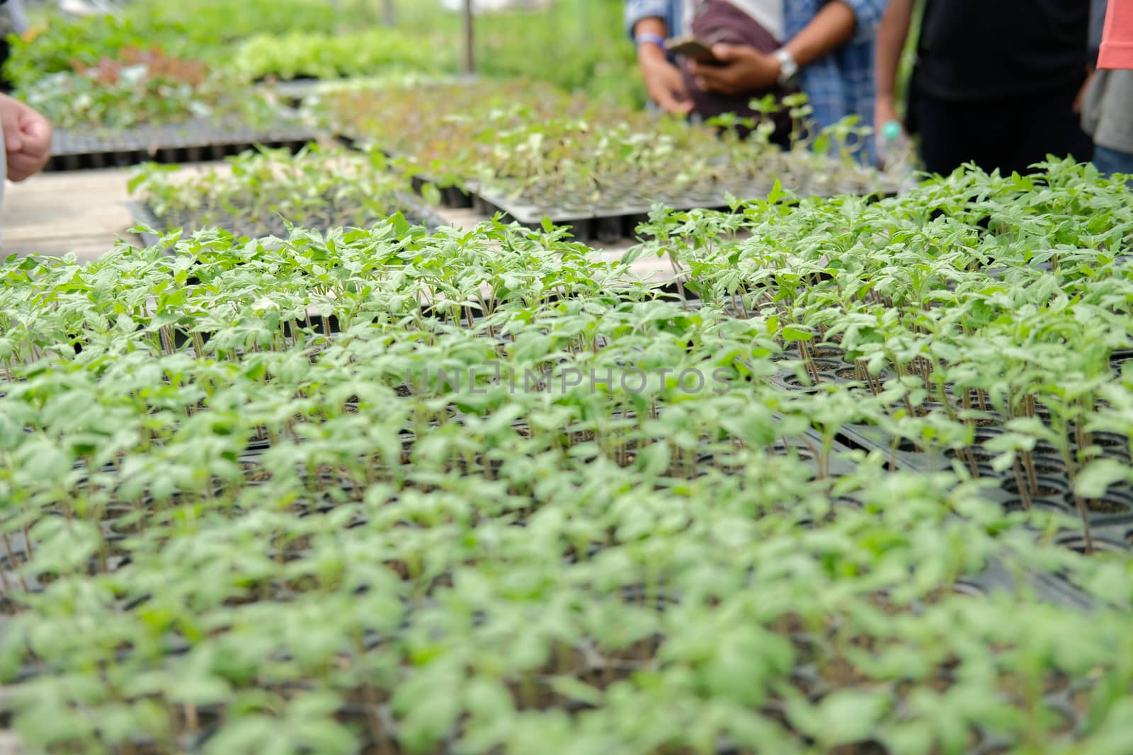 vegetable sprout seedling plant growing in nursery greenhouse in farm