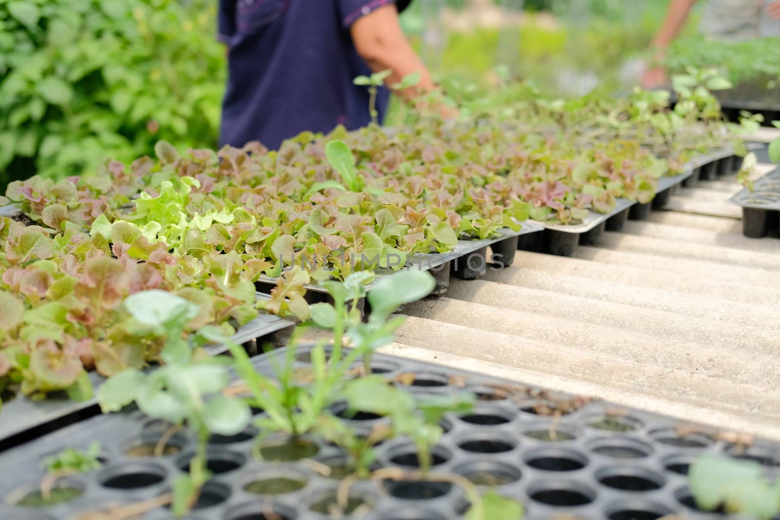 vegetable sprout seedling plant growing in nursery greenhouse in farm
