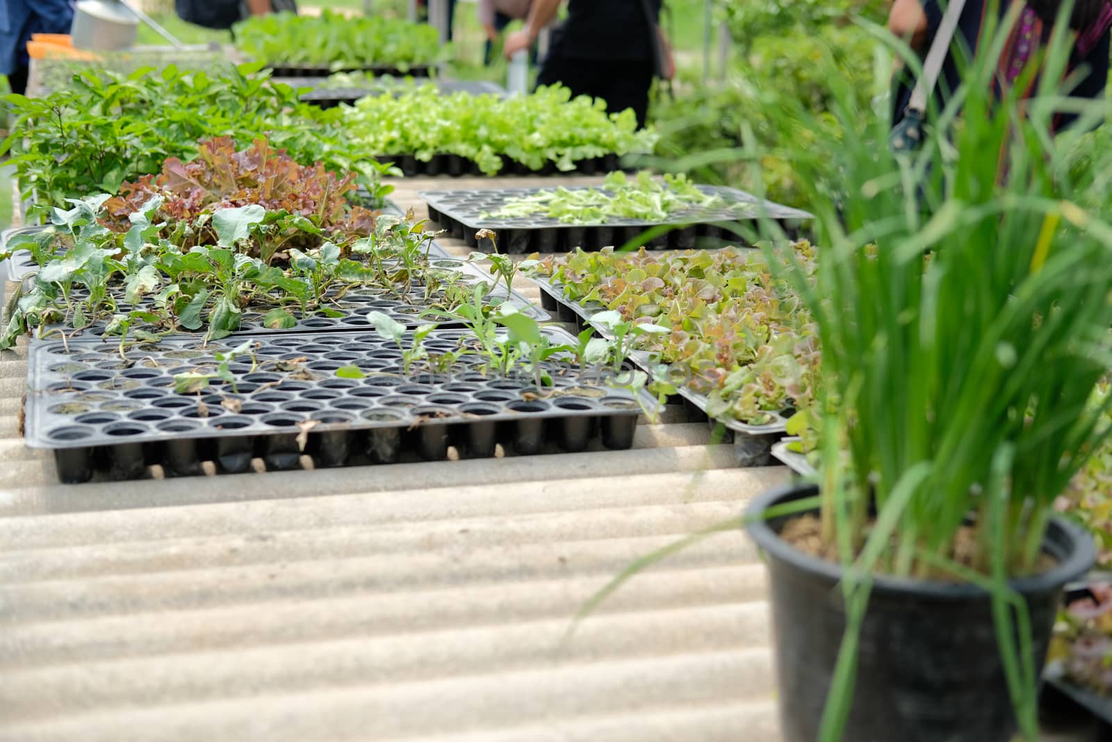 vegetable sprout seedling plant growing in nursery greenhouse in farm