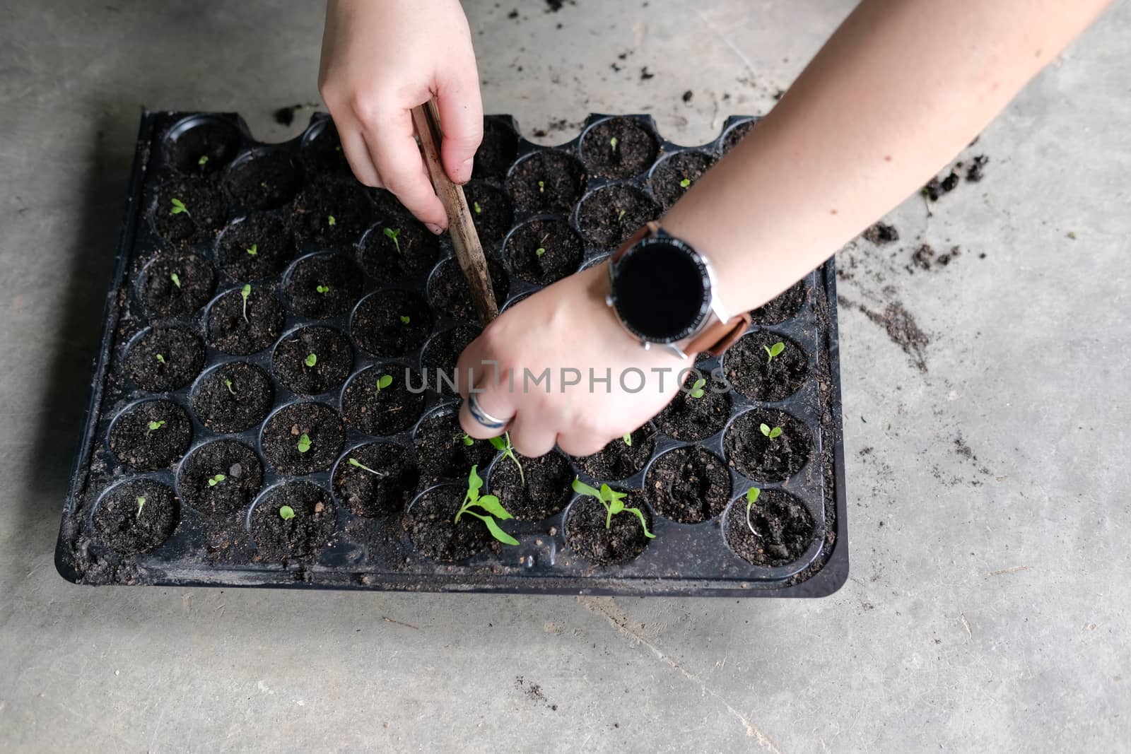 hand growing vegetable sprout seedling plant in nursery greenhouse in farm