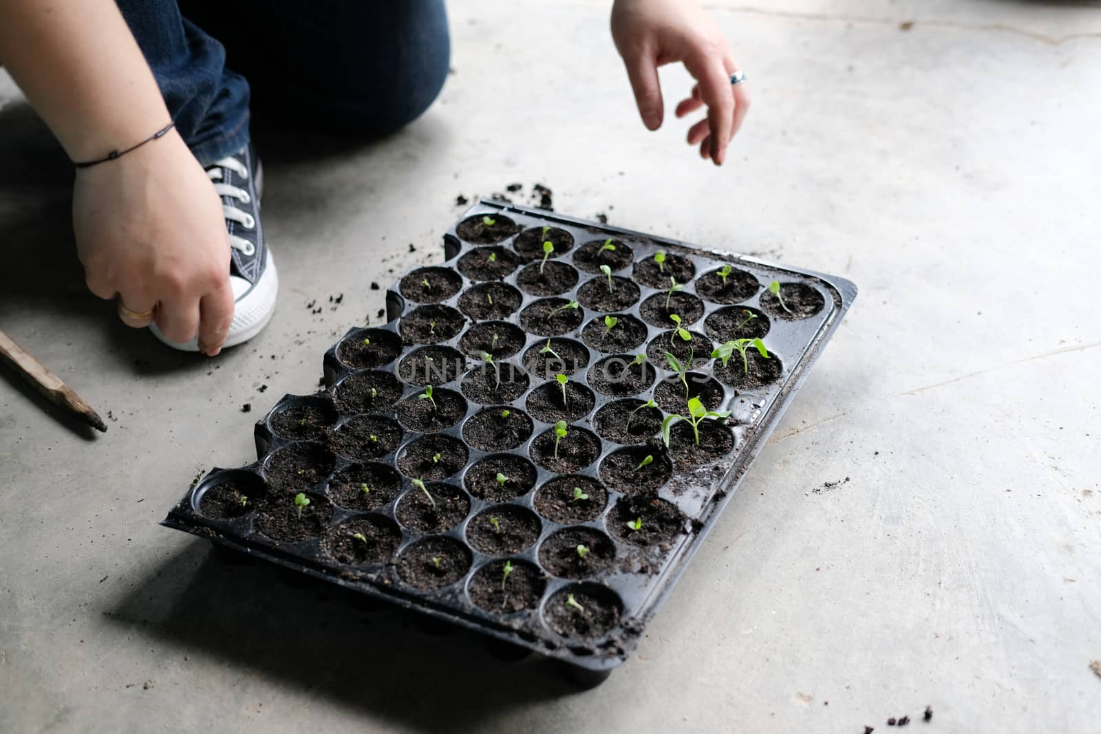 hand growing vegetable sprout seedling plant in nursery greenhouse in farm