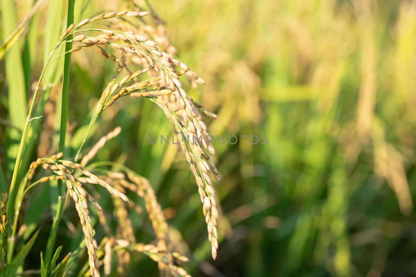 Close up to rice seeds in ear of paddy by Robertobinetti70