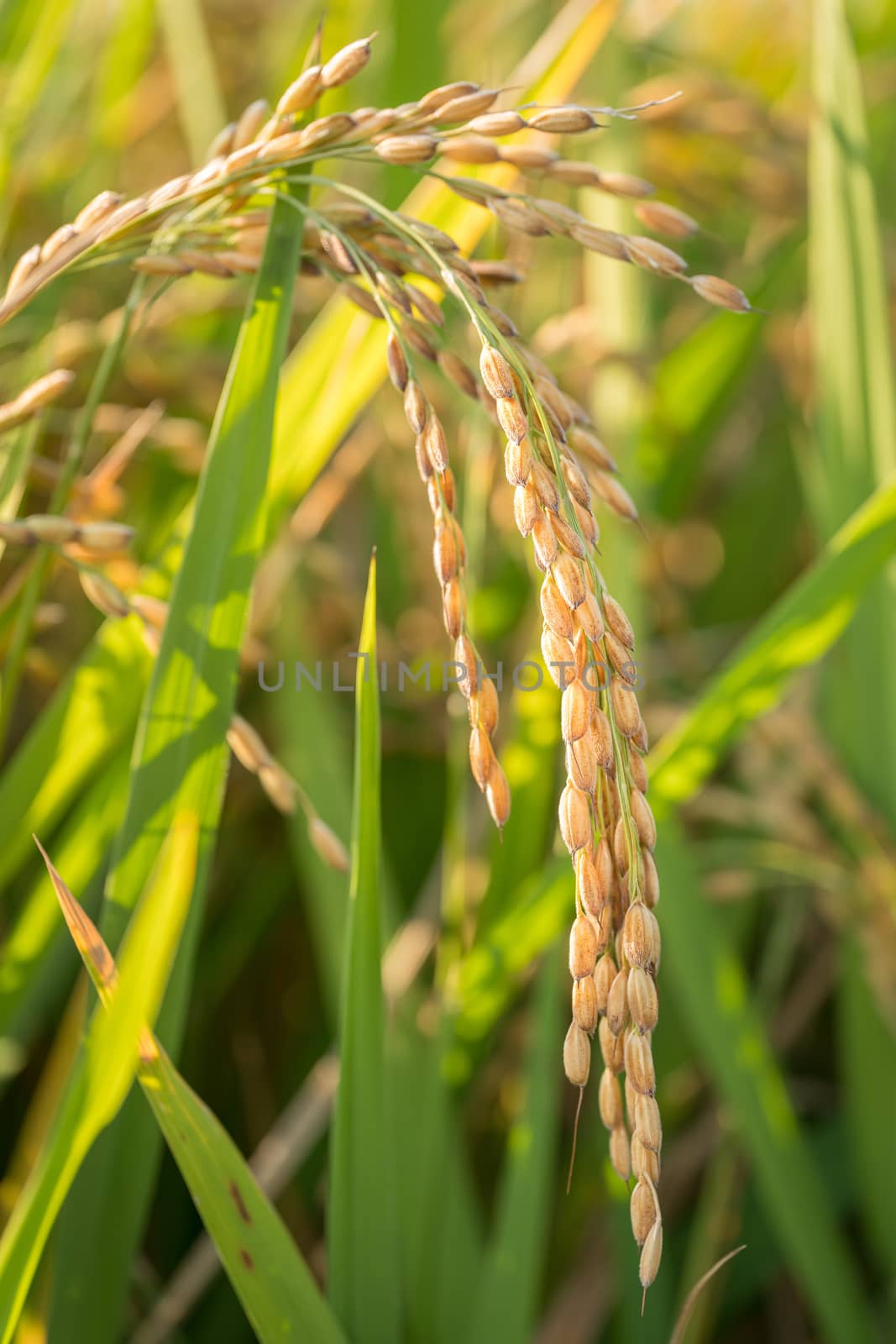 Close up of golden ear of rice getting ripe on paddy rice field,North Italy.