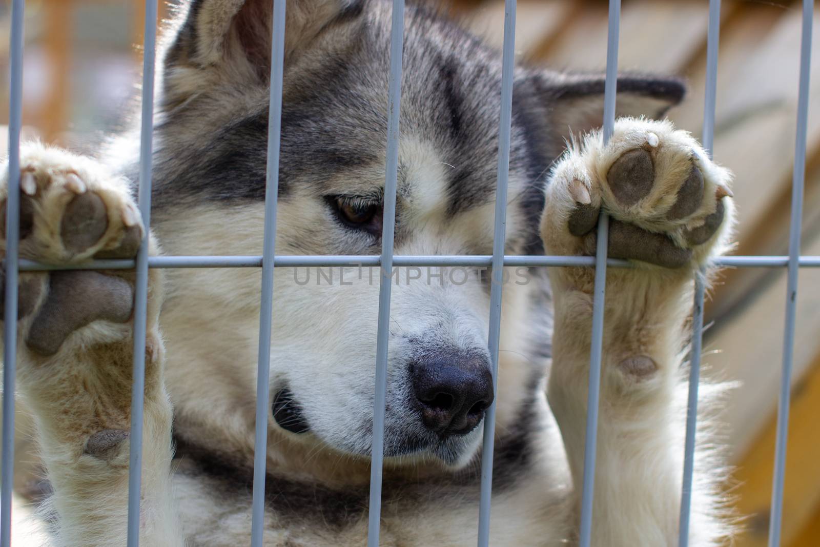 Good shepherd Alaskan Malamute stood on its hind legs in the enclosure and looks smart eyes. Sad face close-up. An indoor aviary.