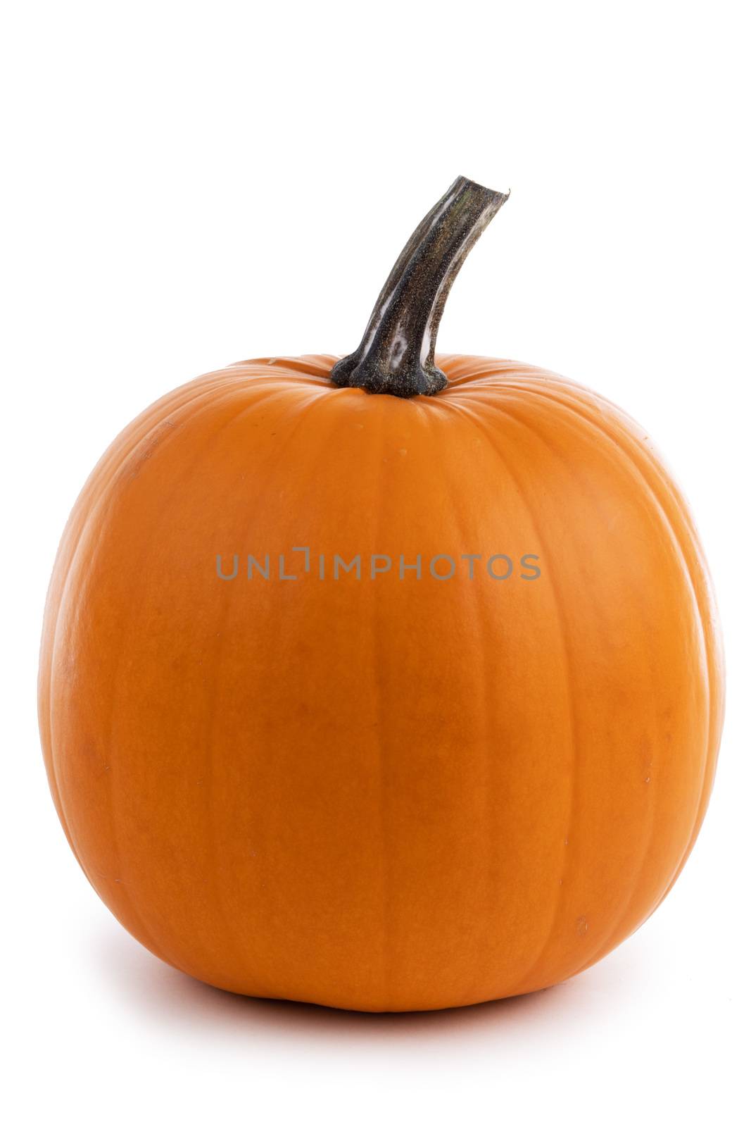 One perfect orange pumpkin closeup isolated on white background