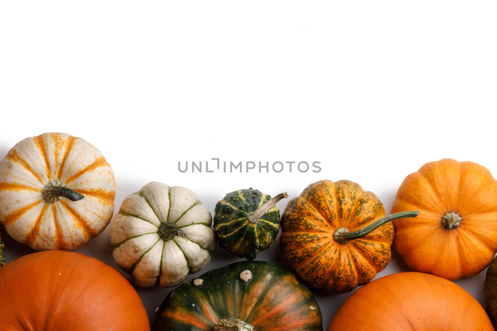 Many various pumpkins border isolated on white background, Halloween or Thanksgiving day concept