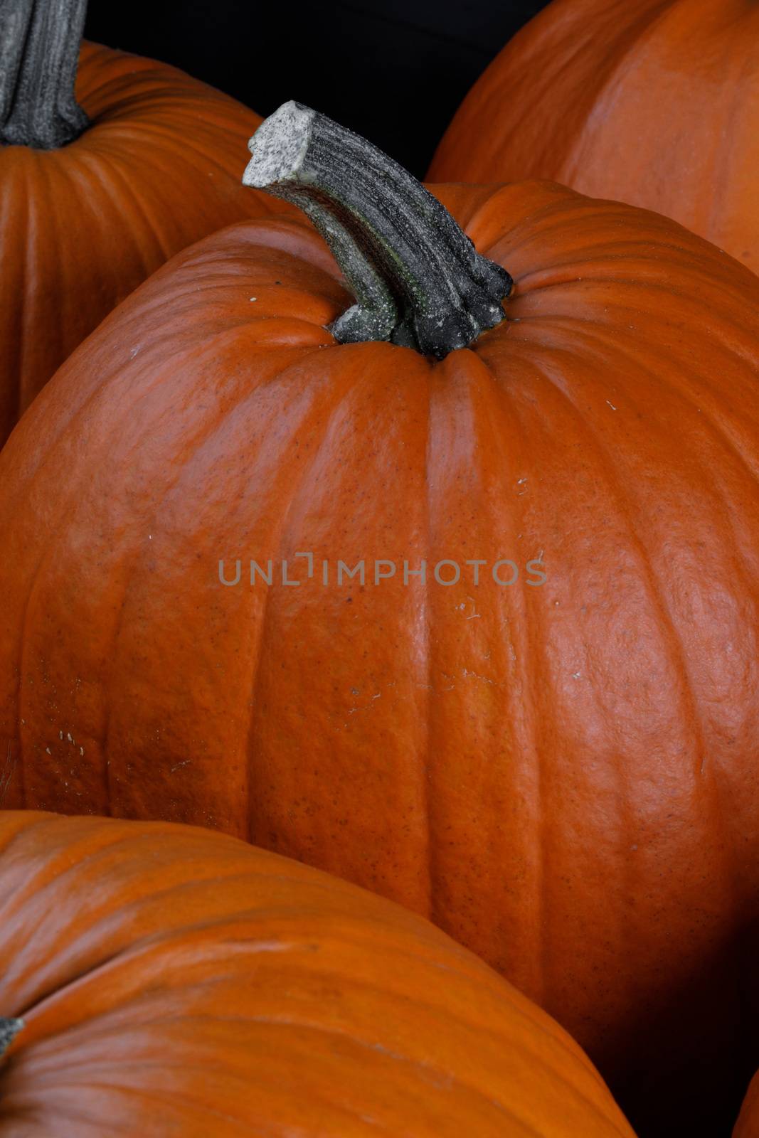 Many pumpkins collection on the autumn market