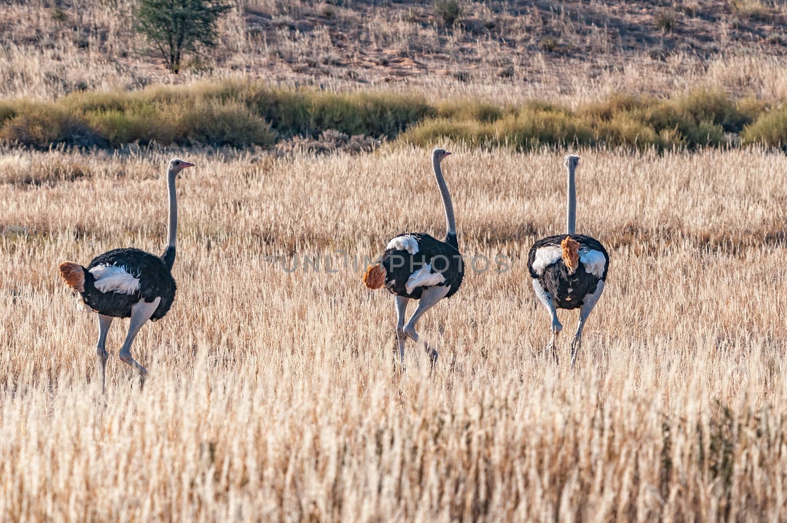 Three male Ostriches, Struthio camelus, running by dpreezg
