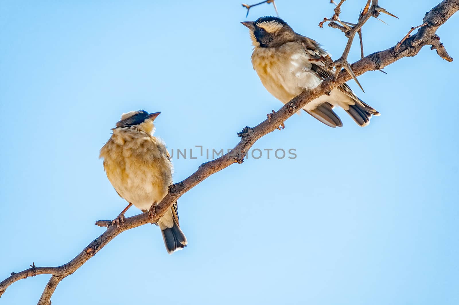 Two white-browed sparrow-weavers, Plocepasser mahali, on a dead tree branch in the arid Kgalagadi