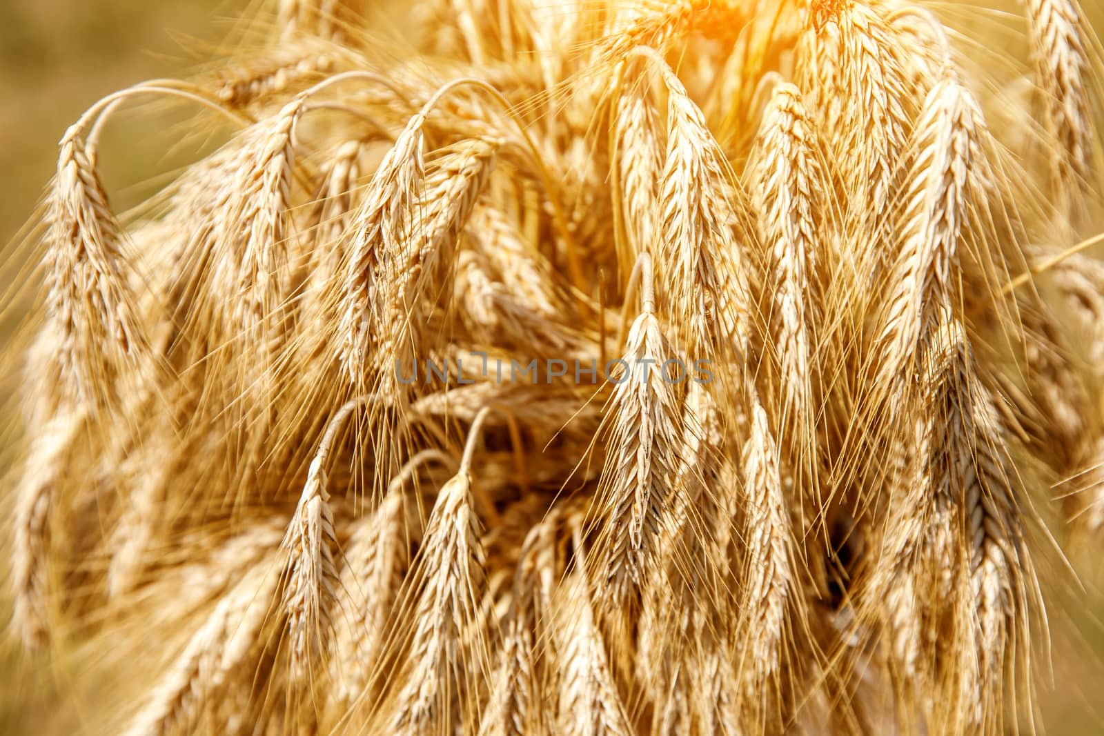 Rural scenery. Background of ripening ears of wheat field and sunlight. Crops field by 9parusnikov