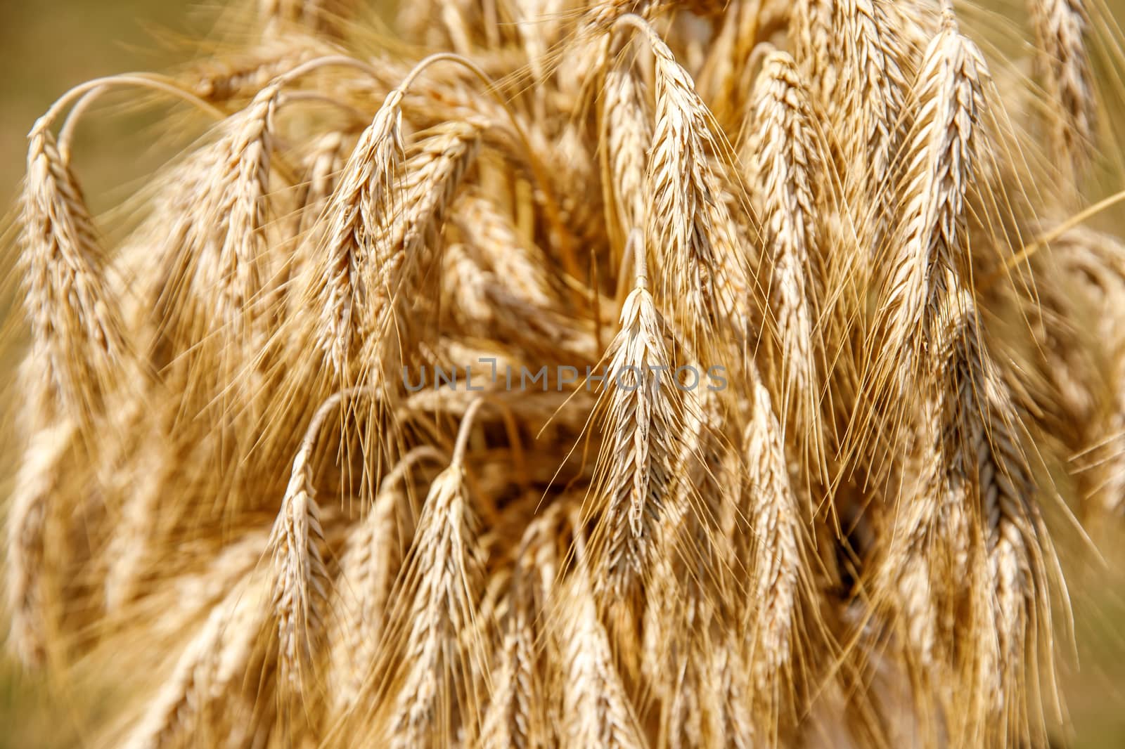 Rural scenery. Background of ripening ears of wheat field and sunlight. Crops field.