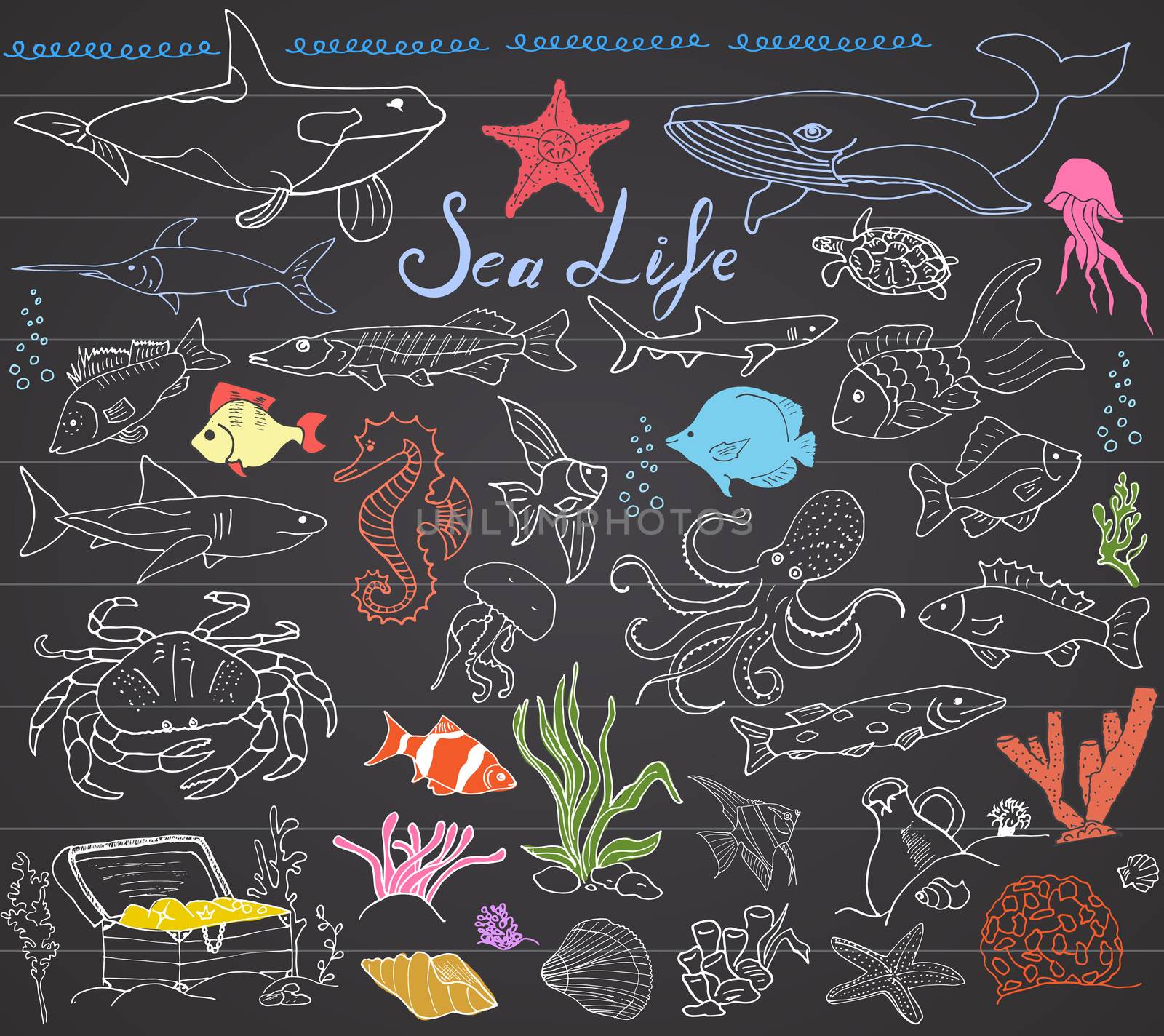 Big sea life animals hand drawn sketch set. doodles of fish, shark, octopus, starfish and crab, whale and sea turtle, seahorse and seashells and lettering, on chalkboard.