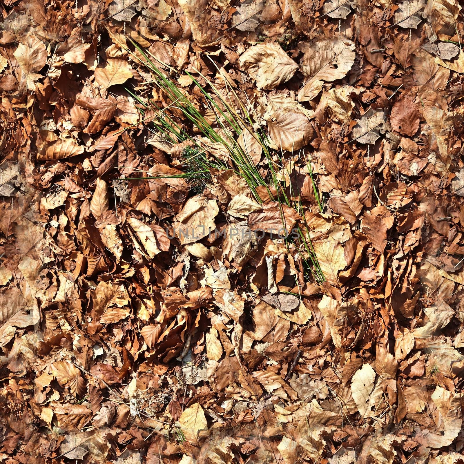 High resolution seamless texture of a forest ground with autumn leaves and nuts