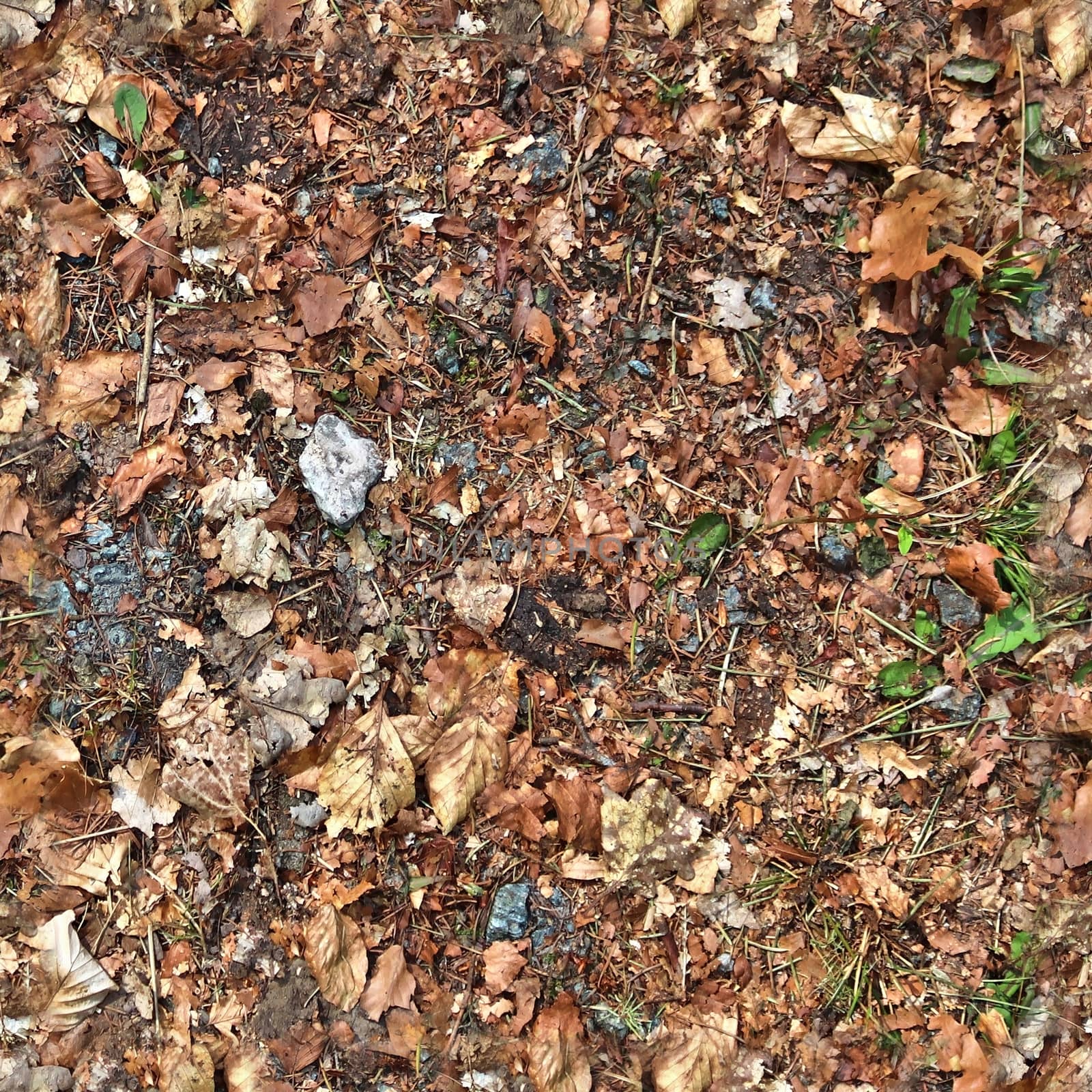 High resolution seamless texture of a forest ground with autumn leaves and nuts