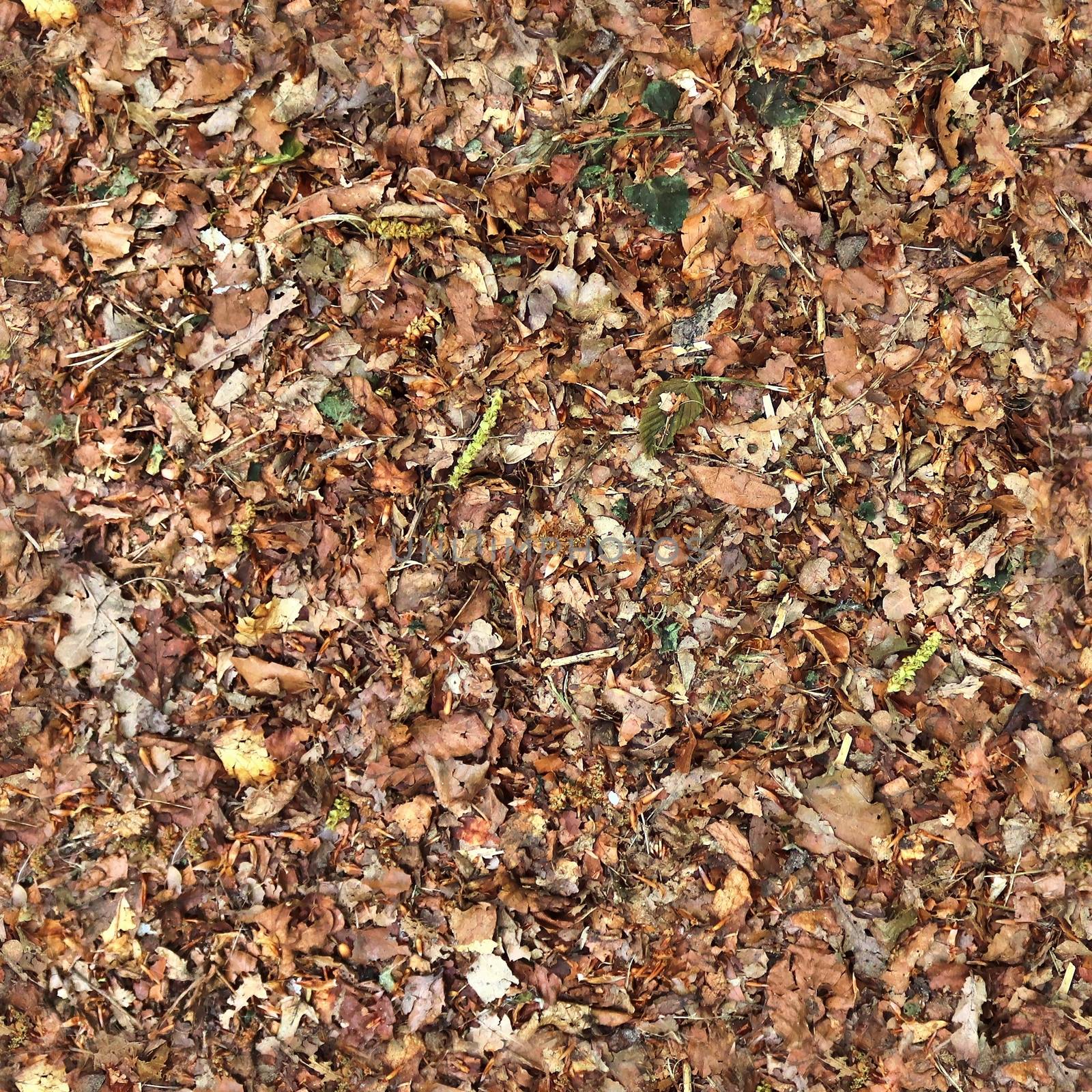 High resolution seamless texture of a forest ground with autumn  by MP_foto71