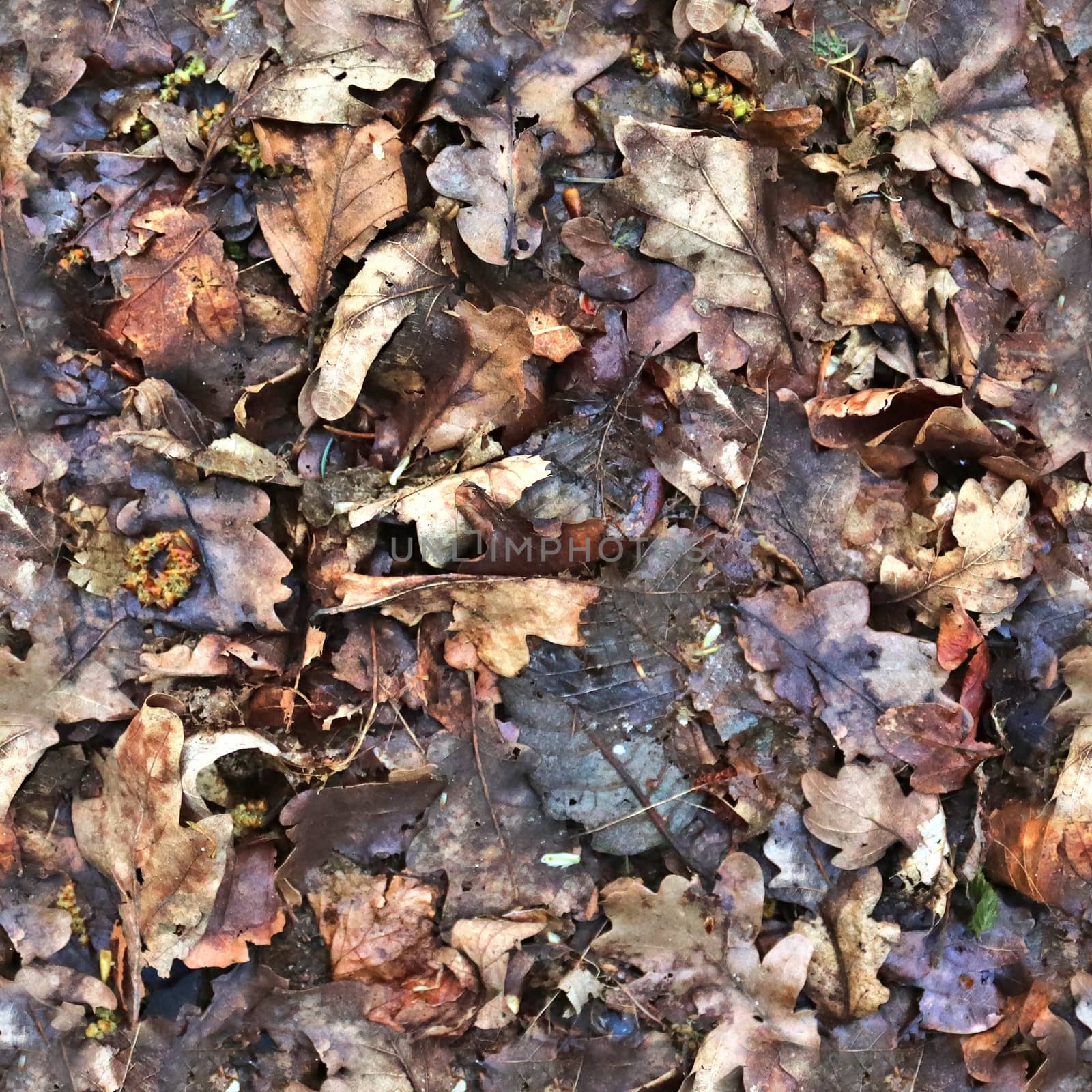 High resolution seamless texture of a forest ground with autumn  by MP_foto71