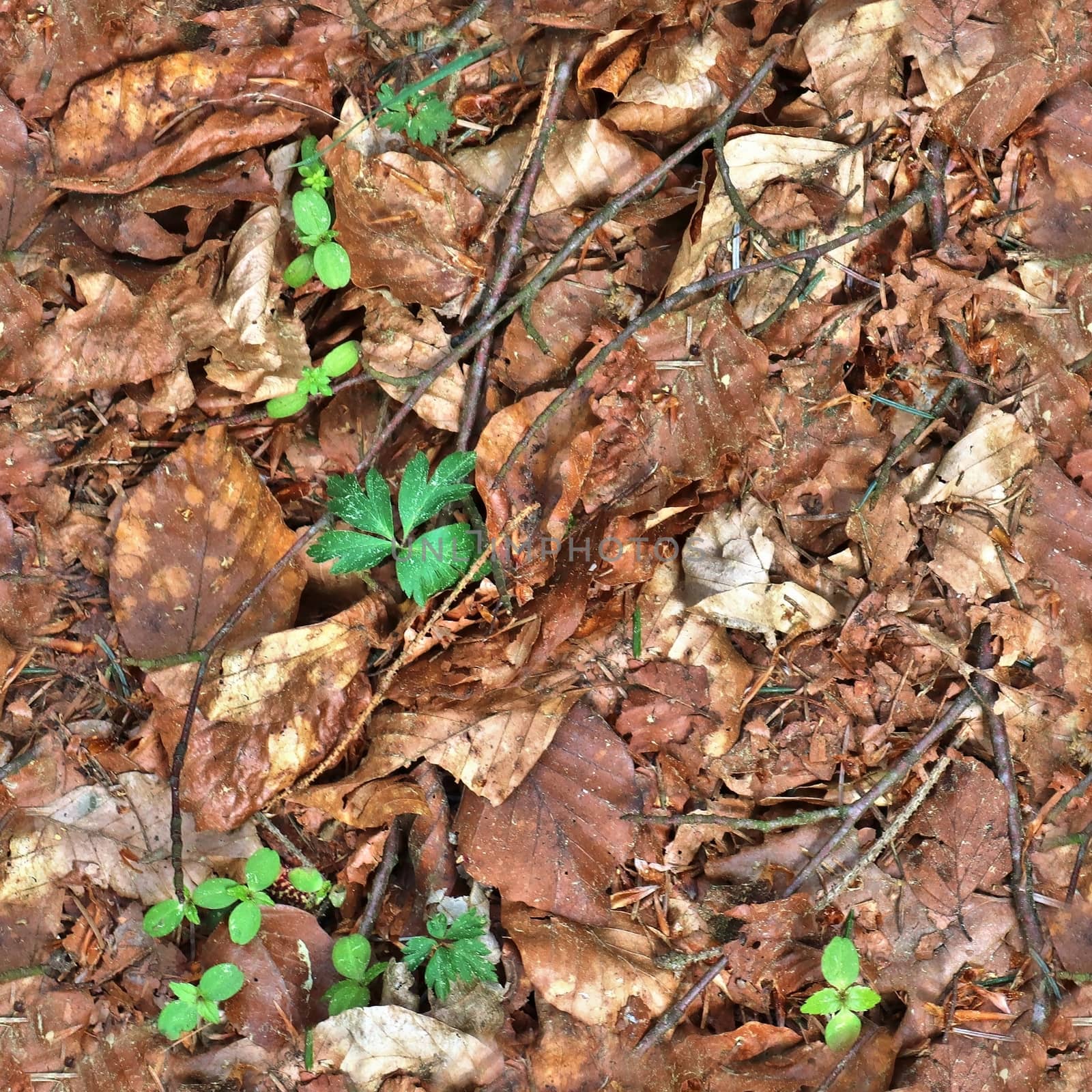 High resolution seamless texture of a forest ground with autumn leaves and nuts