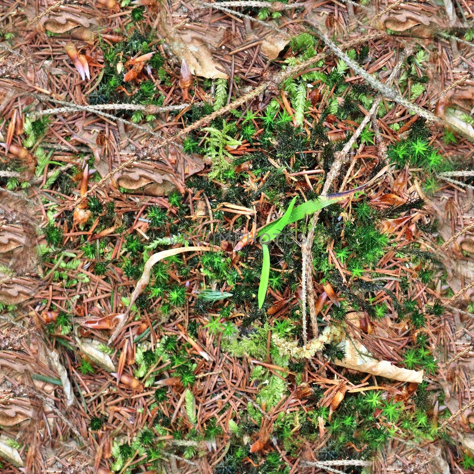 High resolution seamless texture of a forest ground with autumn leaves and nuts