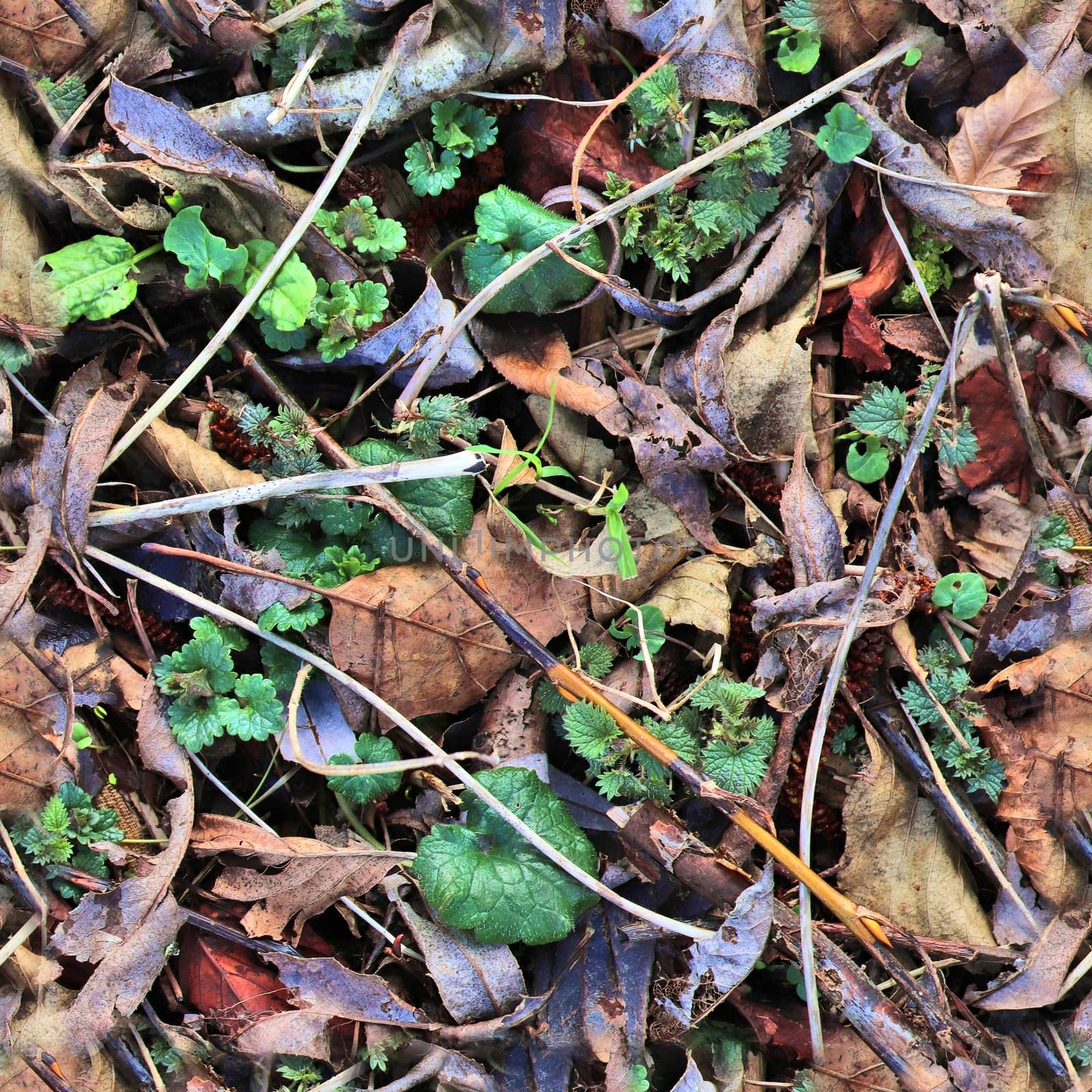 High resolution seamless texture of a forest ground with autumn  by MP_foto71