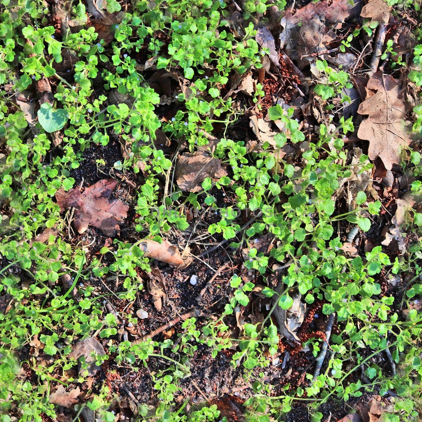 High resolution seamless texture of a forest ground with autumn  by MP_foto71