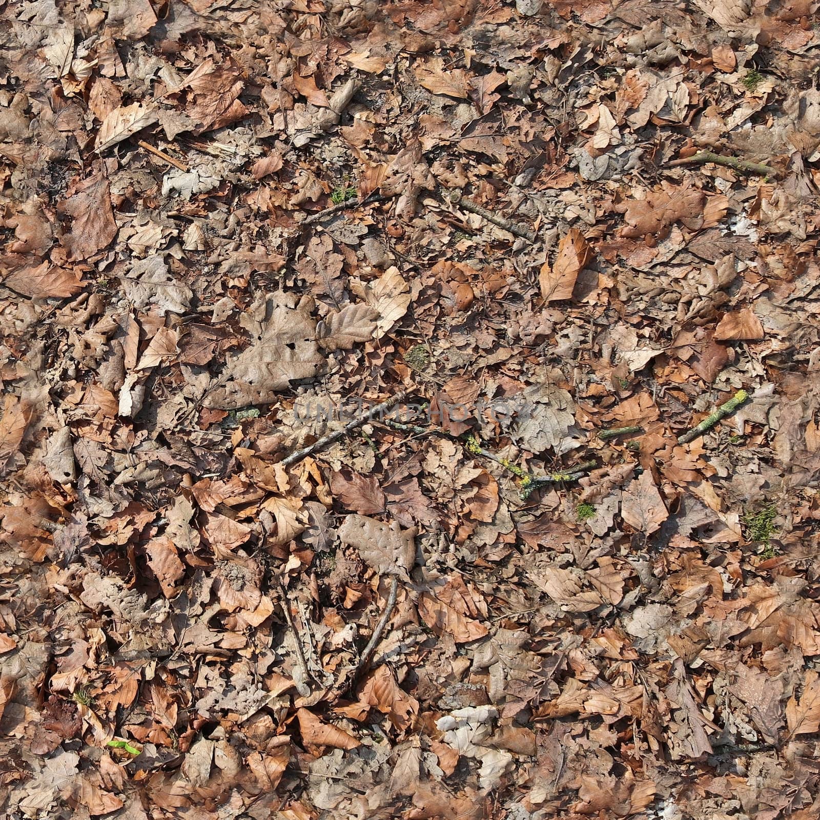 High resolution seamless texture of a forest ground with autumn  by MP_foto71