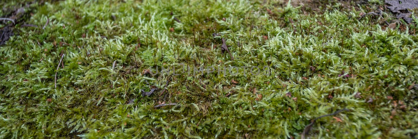 Wooden grunge mossy plank board wall disruption background texture closeup