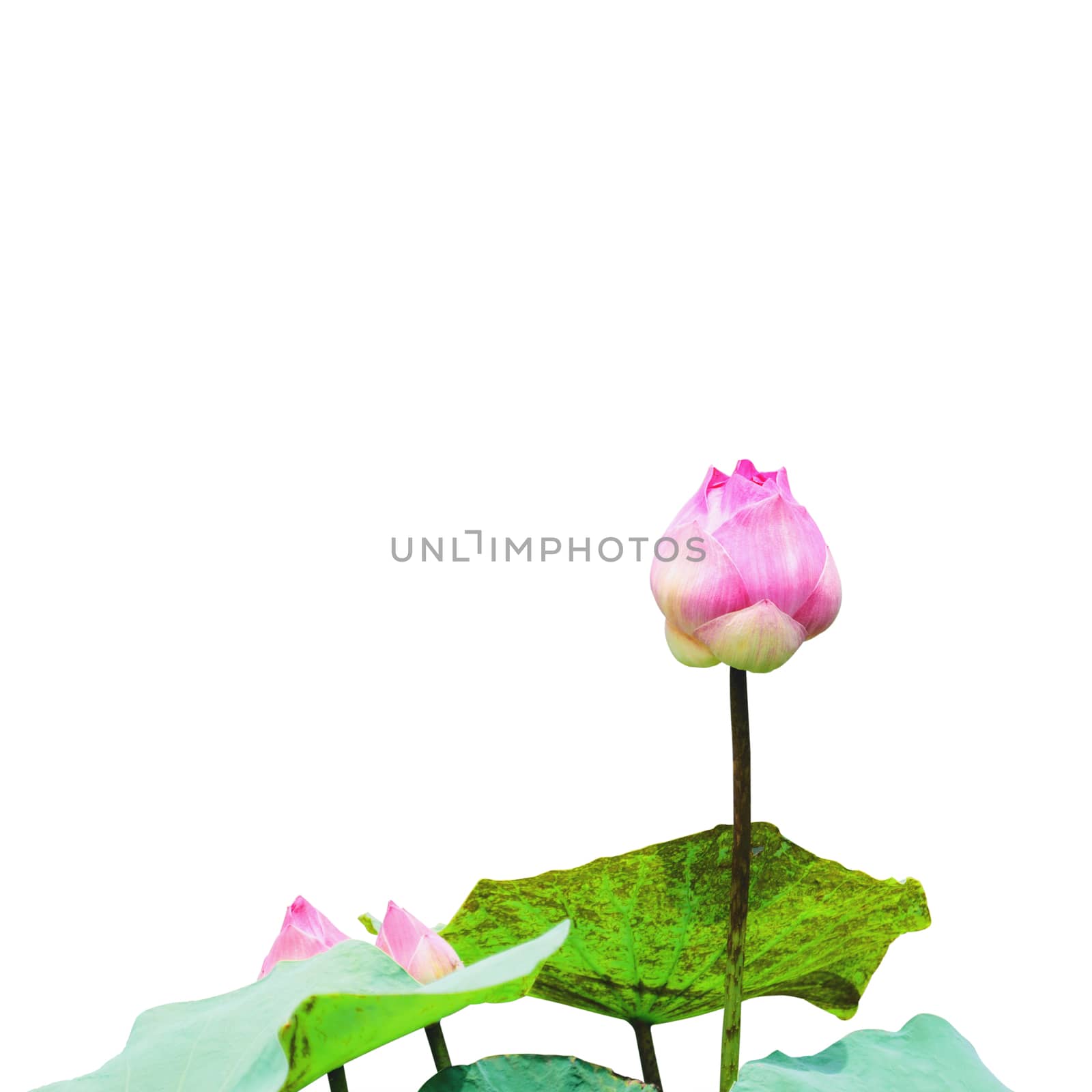 Lotus that is not yet bloomed with green leaves isolated on white background with clipping path.