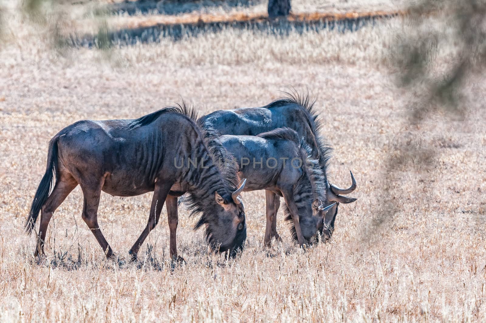Three blue wildebeest grazing in the Kgalagadi by dpreezg