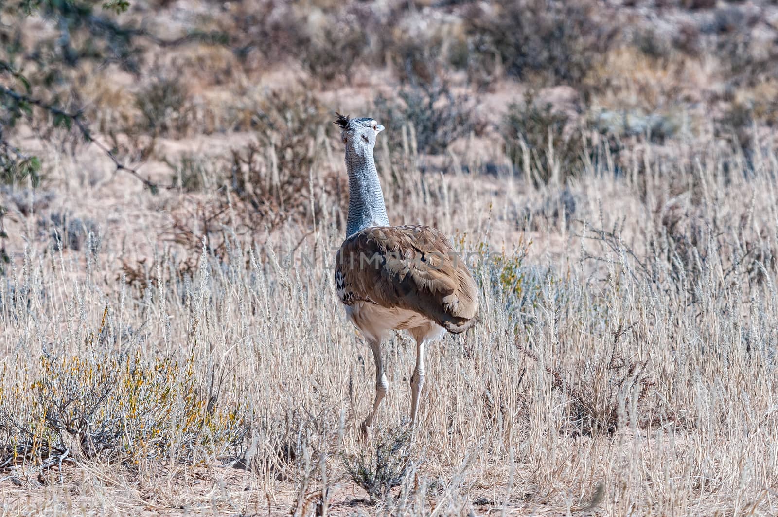 A Kori Bustard, Ardeotis kori, walking in grass with back to camera. It is the heaviest bird capable of flying